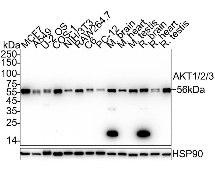 Western blot analysis on different lysates with NBP3-32017 at 1/2,000 dilution. Lane 1: MCF7 cell lysate Lane 2: A549 cell lysate Lane 3: U-2 OS cell lysate Lane 4: COS-1 cell lysate Lane 5: NIH/3T3 cell lysate Lane 6: RAW264.7 cell lysate Lane 7: C6 cell lysate Lane 8: PC-12 cell lysate Lane 9: Mouse brain tissue lysate Lane 10: Mouse heart tissue lysate Lane 11: Mouse testis tissue lysate Lane 12: Rat brain tissue lysate Lane 13: Rat heart tissue lysate Lane 14: Rat testis tissue lysate Lysates/proteins at 20 µg/Lane. Predicted band size: 56 kDa Observed band size: 56 kDa Exposure time: 2 minutes;  4-20% SDS-PAGE gel. Proteins were transferred to a PVDF membrane and blocked with 5% NFDM/TBST for 1 hour at room temperature. NBP3-32017 at 1/2,000 dilution was used in 5% NFDM/TBST at room temperature for 2 hours. Goat Anti-Rabbit IgG [HRP] Secondary Antibody at 1/50,000 dilution was used for 1 hour at room temperature.