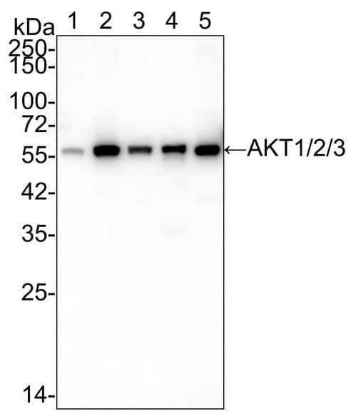 Western Blot: AKT1/2/3 Antibody (JE75-09) [NBP3-32017] - Western blot analysis of AKT1/2/3 on different lysates with Rabbit anti-AKT1/2/3 antibody (NBP3-32017) at 1/2,000 dilution.Lane 1: HeLa cell lysateLane 2: MCF7 cell lysateLane 3: A549 cell lysateLane 4: U-2 OS cell lysateLane 5: NIH/3T3 cell lysateLysates/proteins at 15 µg/Lane.Predicted band size: 56 kDaObserved band size: 56 kDaExposure time: 30 seconds;4-20% SDS-PAGE gel.Proteins were transferred to a PVDF membrane and blocked with 5% NFDM/TBST for 1 hour at room temperature. The primary antibody at 1/2,000 dilution was used in 5% NFDM/TBST at 4℃ overnight. Goat Anti-Rabbit IgG - HRP Secondary Antibody at 1/50,000 dilution was used for 1 hour at room temperature.