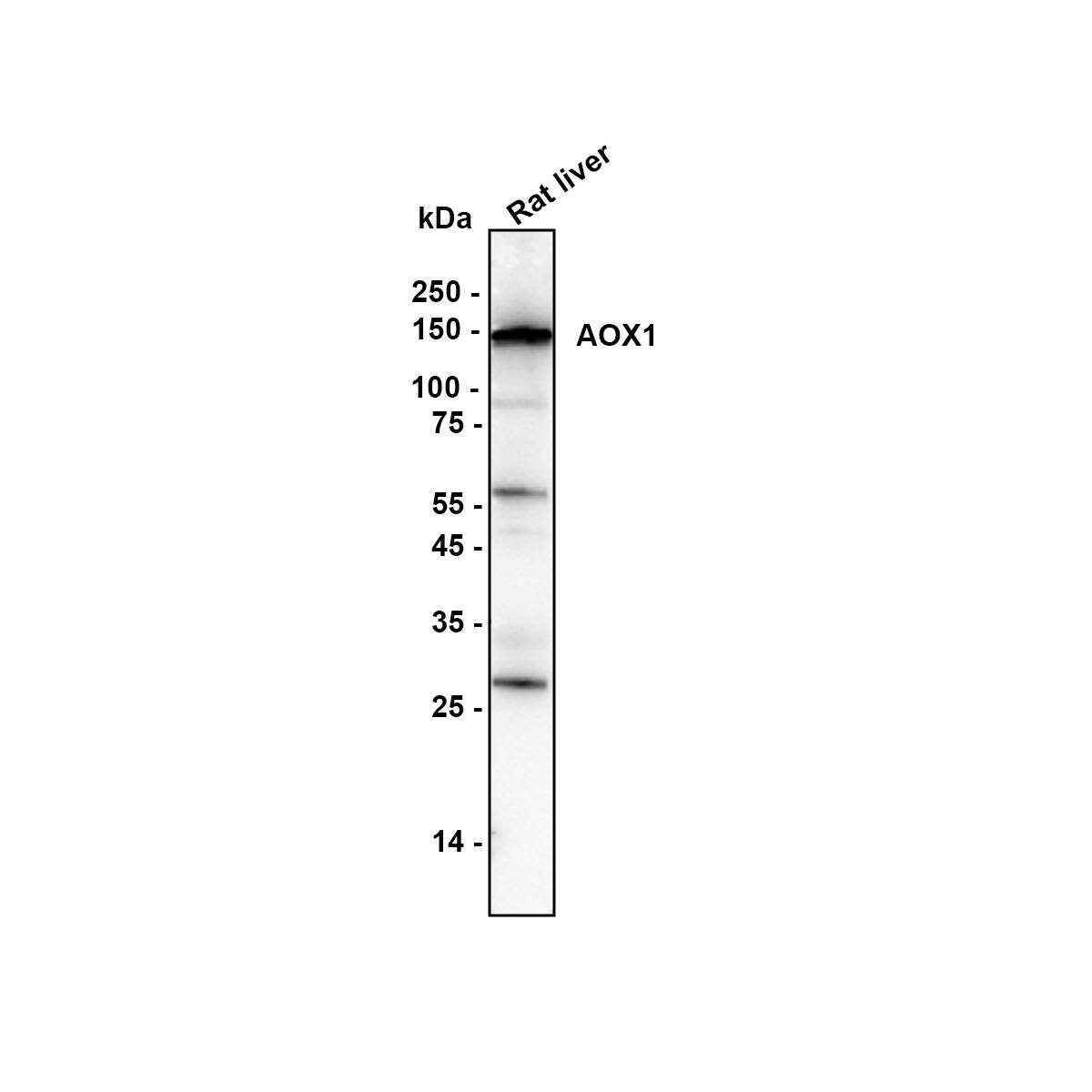 Western blot analysis of  rat liver lysate with NBP3-32018 at 1/1,000 dilution. Lysates/proteins at 40 µg/Lane. Exposure time: 41 seconds Blocking: 5% NFDM/TBST, 1 hour at room temperature Primary antibody: NBP3-32018, 1/5,000 in primary antibody dilution buffer, overnight at 4 ℃ Secondary antibody: Goat Anti-Rabbit IgG [HRP] Secondary Antibody, 1/50,000 in 5% NFDM/TBST, 1 hour at room temperature Predicted band size: 148 kDa Observed band size: 148 kDa