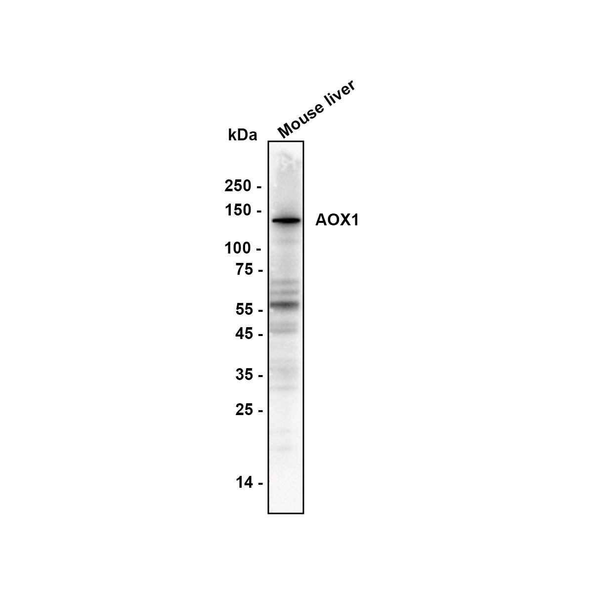 Western blot analysis of  mouse liver lysate with NBP3-32018 at 1/1,000 dilution. Lysates/proteins at 40 µg/Lane. Exposure time: 41 seconds Blocking: 5% NFDM/TBST, 1 hour at room temperature Primary antibody: NBP3-32018, 1/5,000 in primary antibody dilution buffer, overnight at 4 ℃ Secondary antibody: Goat Anti-Rabbit IgG [HRP] Secondary Antibody, 1/50,000 in 5% NFDM/TBST, 1 hour at room temperature Predicted band size: 148 kDa Observed band size: 148 kDa