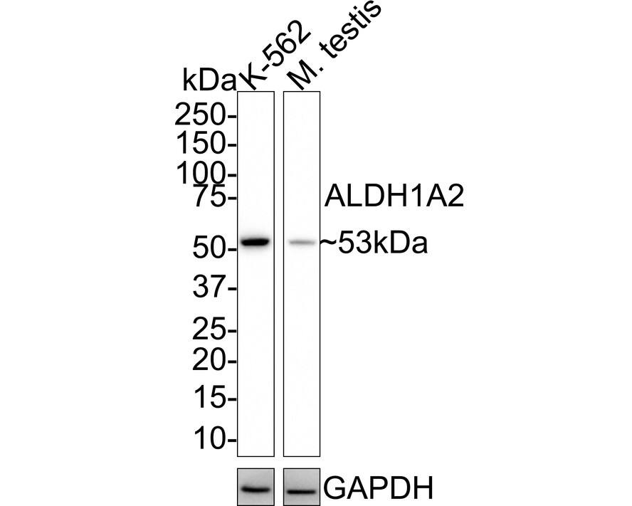 Western blot analysis on different lysates with NBP3-32020 at 1/1,000 dilution. Lane 1: K-562 cell lysate (20 µg/Lane) Lane 2: Mouse testis tissue lysate (40 µg/Lane) Predicted band size: 57 kDa Observed band size: 53 kDa Exposure time: 3 minutes; 4-20% SDS-PAGE gel. Proteins were transferred to a PVDF membrane and blocked with 5% NFDM/TBST for 1 hour at room temperature. NBP3-32020 at 1/1,000 dilution was used in 5% NFDM/TBST at room temperature for 2 hours. Goat Anti-Rabbit IgG [HRP] Secondary Antibody at 1:100,000 dilution was used for 1 hour at room temperature.