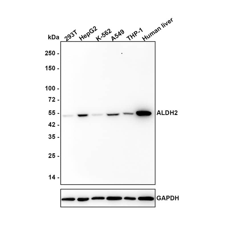 Western blot analysis on different lysates with NBP3-32022 at 1/1,000 dilution. Lane 1: 293T cell lysate (20 µg/Lane) Lane 2: HepG2 cell lysate (20 µg/Lane) Lane 3: K-562 cell lysate (20 µg/Lane) Lane 4: A549 cell lysate (20 µg/Lane) Lane 5: THP-1 cell lysate (20 µg/Lane) Lane 6: Human liver tissue lysate (40 µg/Lane) Predicted band size: 56 kDa Observed band size: 54 kDa Exposure time: 1 minute 30 seconds; 4-20% SDS-PAGE gel. Proteins were transferred to a PVDF membrane and blocked with 5% NFDM/TBST for 1 hour at room temperature. NBP3-32022 at 1/1,000 dilution was used in 5% NFDM/TBST at 4℃ overnight. Goat anti-Mouse IgG [HRP] at 1/50,000 dilution was used for 1 hour at room temperature.