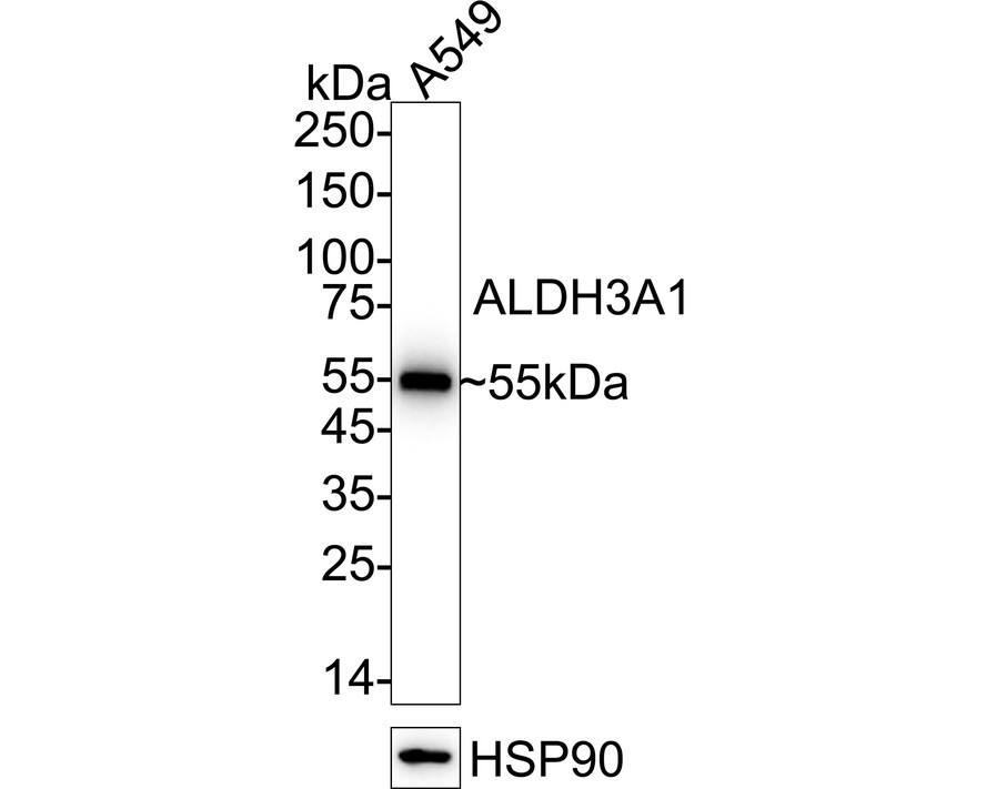Western blot analysis of  A549 cell lysates with NBP3-32023 at 1/1,000 dilution. Lysates/proteins at 5 µg/Lane. Predicted band size: 50 kDa Observed band size: 55 kDa Exposure time: 4 seconds;  4-20% SDS-PAGE gel. Proteins were transferred to a PVDF membrane and blocked with 5% NFDM/TBST for 1 hour at room temperature. NBP3-32023 at 1/1,000 dilution was used in 5% NFDM/TBST at 4℃ overnight. Goat Anti-Rabbit IgG [HRP] Secondary Antibody at 1/50,000 dilution was used for 1 hour at room temperature.