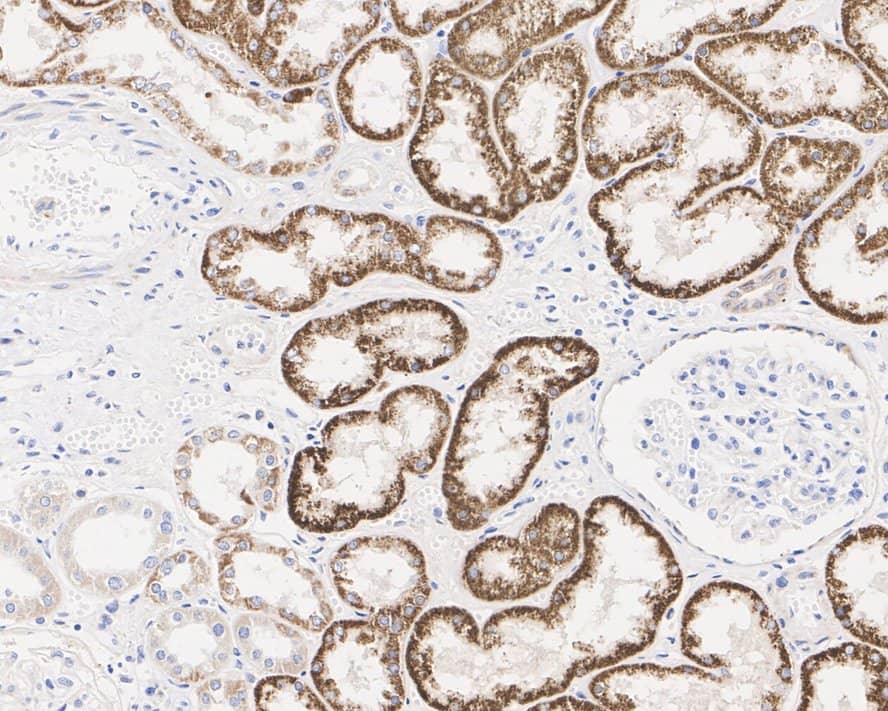 Immunohistochemistry: ALDH4A1 Antibody (7E2-R) [NBP3-32024] - Immunohistochemical analysis of paraffin-embedded human kidney tissue with Mouse anti-ALDH4A1 antibody (NBP3-32024) at 1/1,000 dilution. The section was pre-treated using heat mediated antigen retrieval with Tris-EDTA buffer (pH 9.0) for 20 minutes. The tissues were blocked in 1% BSA for 20 minutes at room temperature, washed with ddH2O and PBS, and then probed with the primary antibody (NBP3-32024) at 1/1,000 dilution for 1 hour at room temperature. The detection was performed using an HRP conjugated compact polymer system. DAB was used as the chromogen. Tissues were counterstained with hematoxylin and mounted with DPX.