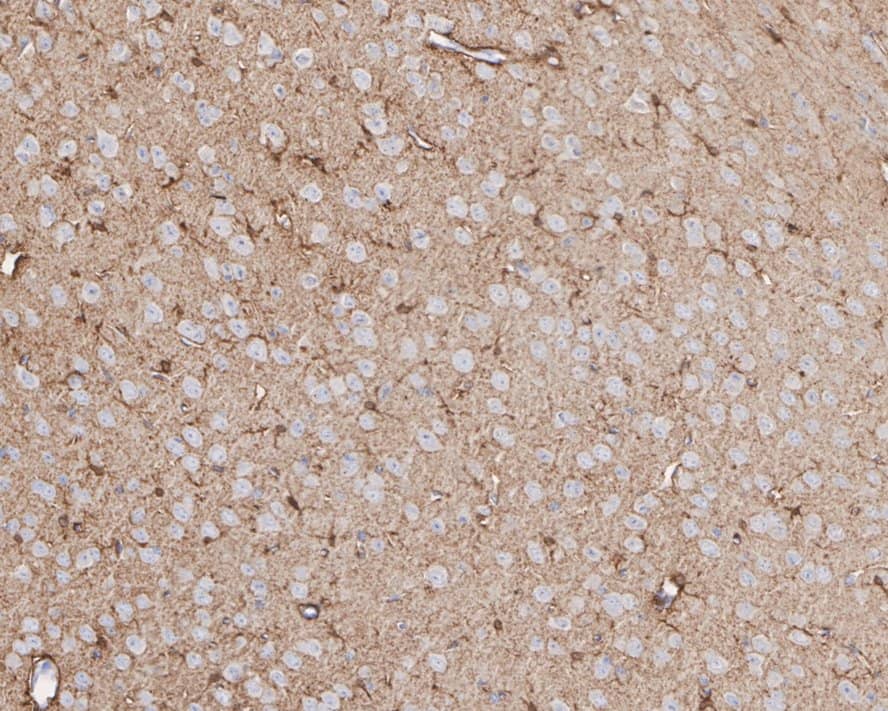 Immunohistochemistry: Aldolase C Antibody (PSH01-81) [NBP3-32025] - Immunohistochemical analysis of paraffin-embedded mouse brain tissue with Rabbit anti-Aldolase C antibody (NBP3-32025) at 1/20,000 dilution. The section was pre-treated using heat mediated antigen retrieval with Tris-EDTA buffer (pH 9.0) for 20 minutes. The tissues were blocked in 1% BSA for 20 minutes at room temperature, washed with ddH2O and PBS, and then probed with the primary antibody (NBP3-32025) at 1/20,000 dilution for 1 hour at room temperature. The detection was performed using an HRP conjugated compact polymer system. DAB was used as the chromogen. Tissues were counterstained with hematoxylin and mounted with DPX.