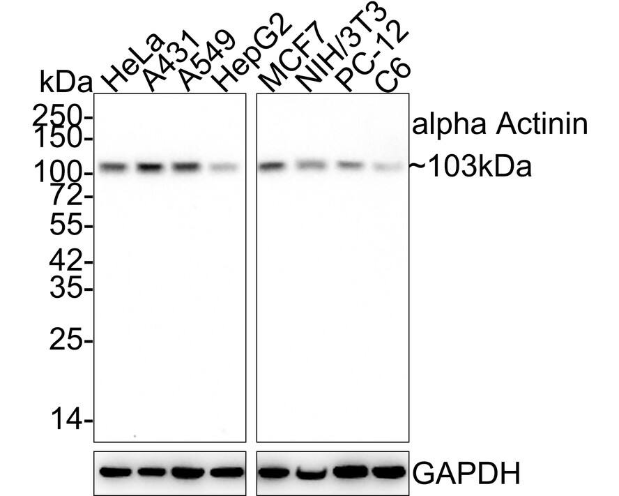 Western blot analysis on different lysates with NBP3-32030 at 1/5,000 dilution. Lane 1: HeLa cell lysate (20 µg/Lane) Lane 2: A431 cell lysate (20 µg/Lane) Lane 3: A549 cell lysate (20 µg/Lane) Lane 4: HepG2 cell lysate (20 µg/Lane) Lane 5: MCF7 cell lysate (20 µg/Lane) Lane 6: NIH/3T3 cell lysate (20 µg/Lane) Lane 7: PC-12 cell lysate (20 µg/Lane) Lane 8: C6 cell lysate (20 µg/Lane) Predicted band size: 103 kDa Observed band size: 103 kDa Exposure time: 3 minutes;  4-20% SDS-PAGE gel. Proteins were transferred to a PVDF membrane and blocked with 5% NFDM/TBST for 1 hour at room temperature. NBP3-32030 at 1/5,000 dilution was used in 5% NFDM/TBST at 4℃ overnight. Goat anti-Mouse IgG [HRP] at 1/50,000 dilution was used for 1 hour at room temperature.