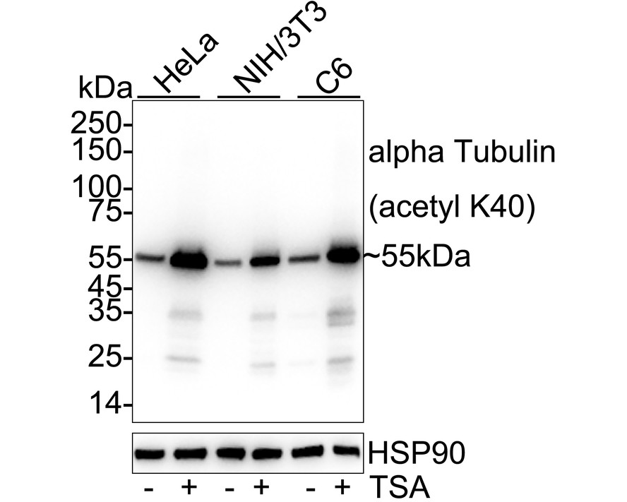 Western blot analysis on different lysates with NBP3-32031 at 1/1,000 dilution. Lane 1: HeLa cell lysate Lane 2: HeLa treated with 500ng/mL TSA for 4 hours cell lysate Lane 3: NIH/3T3 cell lysate Lane 4: NIH/3T3 treated with 400nM TSA for 18 hours cell lysate Lane 5: C6 cell lysate Lane 6: C6 treated with 1μM TSA for 18 hours cell lysate Lysates/proteins at 20 µg/Lane. Predicted band size: 50 kDa Observed band size: 55 kDa Exposure time: 4 seconds;  4-20% SDS-PAGE gel. Proteins were transferred to a PVDF membrane and blocked with 5% NFDM/TBST for 1 hour at room temperature. NBP3-32031 at 1/1,000 dilution was used in 5% NFDM/TBST at 4℃ overnight. Goat Anti-Rabbit IgG [HRP] Secondary Antibody at 1/50,000 dilution was used for 1 hour at room temperature.