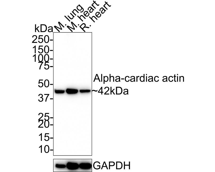 Western blot analysis on different lysates with NBP3-32032 at 1/1,000 dilution. Lane 1: Mouse lung tissue lysate Lane 2: Mouse heart tissue lysate Lane 3: Rat heart tissue lysate Lysates/proteins at 40 µg/Lane. Predicted band size: 42 kDa Observed band size: 42 kDa Exposure time: 43 seconds; 4-20% SDS-PAGE gel. Proteins were transferred to a PVDF membrane and blocked with 5% NFDM/TBST for 1 hour at room temperature. NBP3-32032 at 1/1,000 dilution was used in 5% NFDM/TBST at 4℃ overnight. Goat anti-Mouse IgG [HRP] at 1/50,000 dilution was used for 1 hour at room temperature.