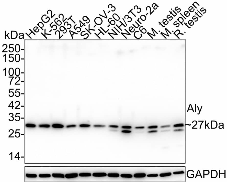 Western blot analysis on different lysates with NBP3-32033 at 1/1,000 dilution. Lane 1: HepG2 cell lysate (20 µg/Lane) Lane 2: K-562 cell lysate (20 µg/Lane) Lane 3: 293T cell lysate (20 µg/Lane) Lane 4: A549 cell lysate (20 µg/Lane) Lane 5: SK-OV-3 cell lysate (20 µg/Lane) Lane 6: HL-60 cell lysate (20 µg/Lane) Lane 7: NIH/3T3 cell lysate (20 µg/Lane) Lane 8: Neuro-2a cell lysate (20 µg/Lane) Lane 9: C6 cell lysate (20 µg/Lane) Lane 10: Mouse testis tissue lysate (40 µg/Lane) Lane 11: Mouse spleen tissue lysate (40 µg/Lane) Lane 12: Rat testis tissue lysate (40 µg/Lane) Predicted band size: 27 kDa Observed band size: 27 kDa Exposure time: 2 minutes; 4-20% SDS-PAGE gel. Proteins were transferred to a PVDF membrane and blocked with 5% NFDM/TBST for 1 hour at room temperature. NBP3-32033 at 1/1,000 dilution was used in 5% NFDM/TBST at 4℃ overnight. Goat Anti-Rabbit IgG [HRP] Secondary Antibody at 1/50,000 dilution was used for 1 hour at room temperature.
