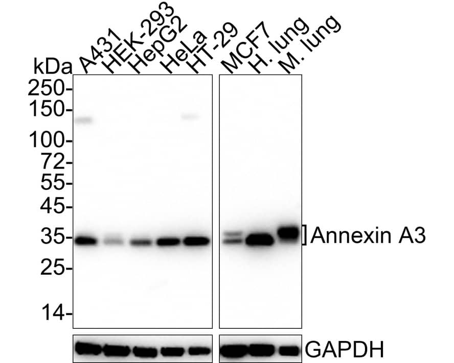 Western Blot: Annexin A3 Antibody (A1F7-R) [NBP3-32037] - Western blot analysis of Annexin A3 on different lysates with Mouse anti-Annexin A3 antibody (NBP3-32037) at 1/2,000 dilution. Lane 1: A431 cell lysate (20 ug/Lane) Lane 2: HEK-293 cell lysate (20 ug/Lane) Lane 3: HepG2 cell lysate (20 ug/Lane) Lane 4: HeLa cell lysate (20 ug/Lane) Lane 5: HT-29 cell lysate (20 ug/Lane) Lane 6: MCF7 cell lysate (20 ug/Lane) Lane 7: Human lung tissue lysate (40 ug/Lane) Lane 8: Mouse lung tissue lysate (40 ug/Lane) Predicted band size: 36 kDa Observed band size: 33/36 kDa Exposure time: 12 seconds; 4-20% SDS-PAGE gel. Proteins were transferred to a PVDF membrane and blocked with 5% NFDM/TBST for 1 hour at room temperature. The primary antibody (NBP3-32037) at 1/2,000 dilution was used in 5% NFDM/TBST at 4C overnight. Goat Anti-Mouse IgG - HRP Secondary Antibody at 1/50,000 dilution was used for 1 hour at room temperature.