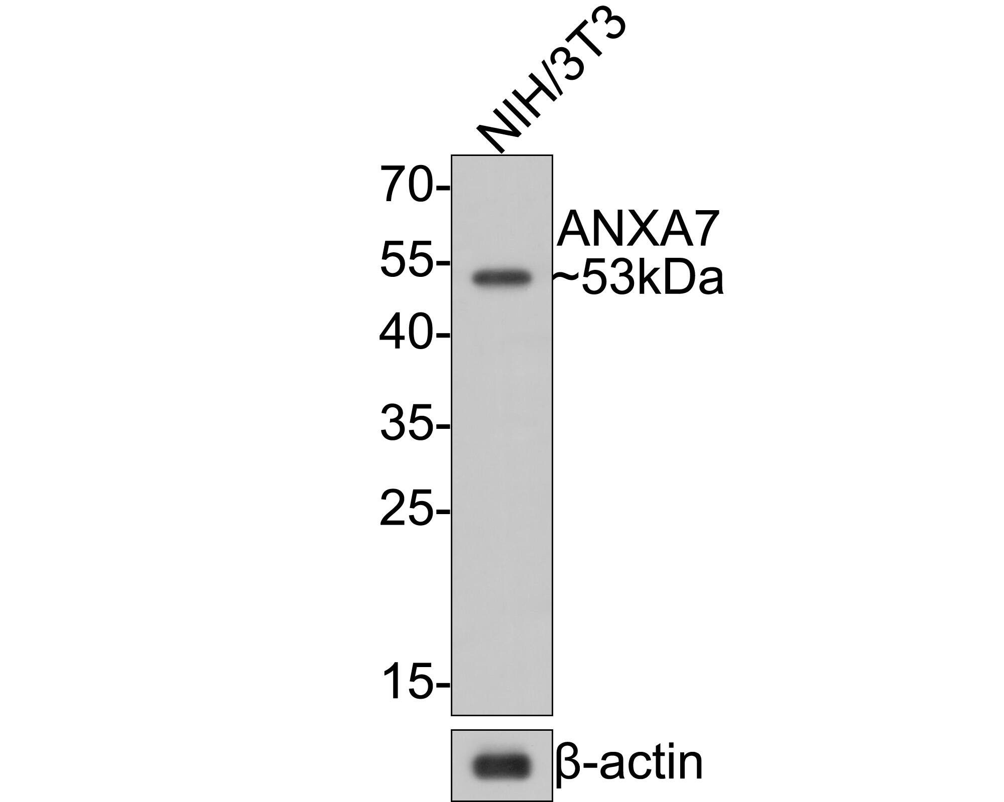 Western blot analysis of  NIH/3T3 cell lysates with NBP3-32038 at 1/500 dilution. Lysates/proteins at 10 µg/Lane. Predicted band size: 53 kDa Observed band size: 53 kDa Exposure time: 30 seconds; 12% SDS-PAGE gel. Proteins were transferred to a PVDF membrane and blocked with 5% NFDM/TBST for 1 hour at room temperature. NBP3-32038 at 1/500 dilution was used in 5% NFDM/TBST at room temperature for 2 hours. Goat Anti-Rabbit IgG [HRP] Secondary Antibody at 1:300,000 dilution was used for 1 hour at room temperature.