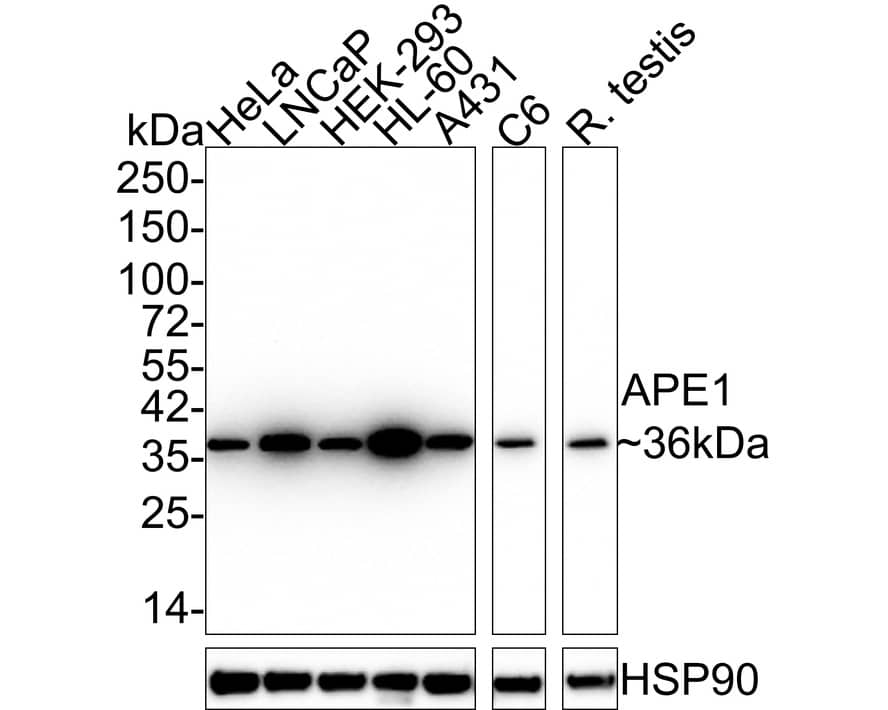 Western blot analysis on different lysates with NBP3-32042 at 1/1,000 dilution. Lane 1: HeLa cell lysate (20 µg/Lane) Lane 2: LNCaP cell lysate (20 µg/Lane) Lane 3: HEK-293 cell lysate (20 µg/Lane) Lane 4: HL-60 cell lysate (20 µg/Lane) Lane 5: A431 cell lysate (20 µg/Lane) Lane 6: C6 cell lysate (20 µg/Lane) Lane 7: Rat testis tissue lysate (40 µg/Lane) Predicted band size: 36 kDa Observed band size: 36 kDa Exposure time: 1 minute 20 seconds; 4-20% SDS-PAGE gel. Proteins were transferred to a PVDF membrane and blocked with 5% NFDM/TBST for 1 hour at room temperature. NBP3-32042 at 1/1,000 dilution was used in 5% NFDM/TBST at 4℃ overnight. Goat anti-Mouse IgG [HRP] at 1/50,000 dilution was used for 1 hour at room temperature.