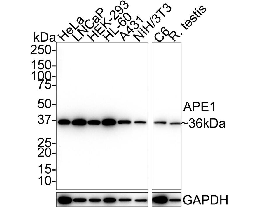 Western blot analysis on different lysates with NBP3-32043 at 1/1,000 dilution. Lane 1: HeLa cell lysate (20 µg/Lane) Lane 2: LNCaP cell lysate (20 µg/Lane) Lane 3: HEK-293 cell lysate (20 µg/Lane) Lane 4: HL-60 cell lysate (20 µg/Lane) Lane 5: A431 cell lysate (20 µg/Lane) Lane 6: NIH/3T3 cell lysate (20 µg/Lane) Lane 7: C6 cell lysate (20 µg/Lane) Lane 8: Rat testis tissue lysate (40 µg/Lane) Predicted band size: 36 kDa Observed band size: 36 kDa Exposure time: 3 minutes; 4-20% SDS-PAGE gel. Proteins were transferred to a PVDF membrane and blocked with 5% NFDM/TBST for 1 hour at room temperature. NBP3-32043 at 1/1,000 dilution was used in 5% NFDM/TBST at 4℃ overnight. Goat anti-Mouse IgG [HRP] at 1/50,000 dilution was used for 1 hour at room temperature.
