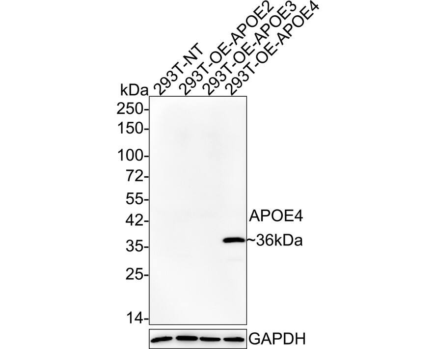 Western blot analysis on different lysates with NBP3-32045 at 1/2,000 dilution. Lane 1: 293T-NT cell lysate Lane 2: 293T-OE-APOE2 cell lysate Lane 3: 293T-OE-APOE3 cell lysate Lane 4: 293T-OE-APOE4 cell lysate Lysates/proteins at 20 µg/Lane. Predicted band size: 36 kDa Observed band size: 36 kDa Exposure time: 2 minutes 50 seconds; 4-20% SDS-PAGE gel. Proteins were transferred to a PVDF membrane and blocked with 5% NFDM/TBST for 1 hour at room temperature. NBP3-32045 at 1/2,000 dilution was used in 5% NFDM/TBST at 4℃ overnight. Goat Anti-Rabbit IgG [HRP] Secondary Antibody at 1/50,000 dilution was used for 1 hour at room temperature.