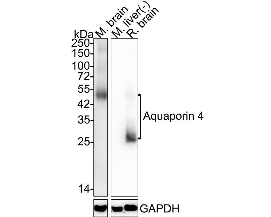 Western blot analysis on different lysates with NBP3-32046 at 1/2,000 dilution. Lane 1: Mouse brain tissue lysate (40 µg/Lane) Lane 2: Mouse liver tissue lysate (negative) (40 µg/Lane) Lane 3: Rat brain tissue lysate (40 µg/Lane) Predicted band size: 35 kDa Observed band size: 28/52 kDa Exposure time: Lane 1: 31 seconds; Lane 2-3: 5 seconds; 4-20% SDS-PAGE gel. Proteins were transferred to a PVDF membrane and blocked with 5% NFDM/TBST for 1 hour at room temperature. NBP3-32046 at 1/2,000 dilution was used in 5% NFDM/TBST at 4℃ overnight. Goat Anti-Rabbit IgG [HRP] Secondary Antibody at 1/50,000 dilution was used for 1 hour at room temperature.