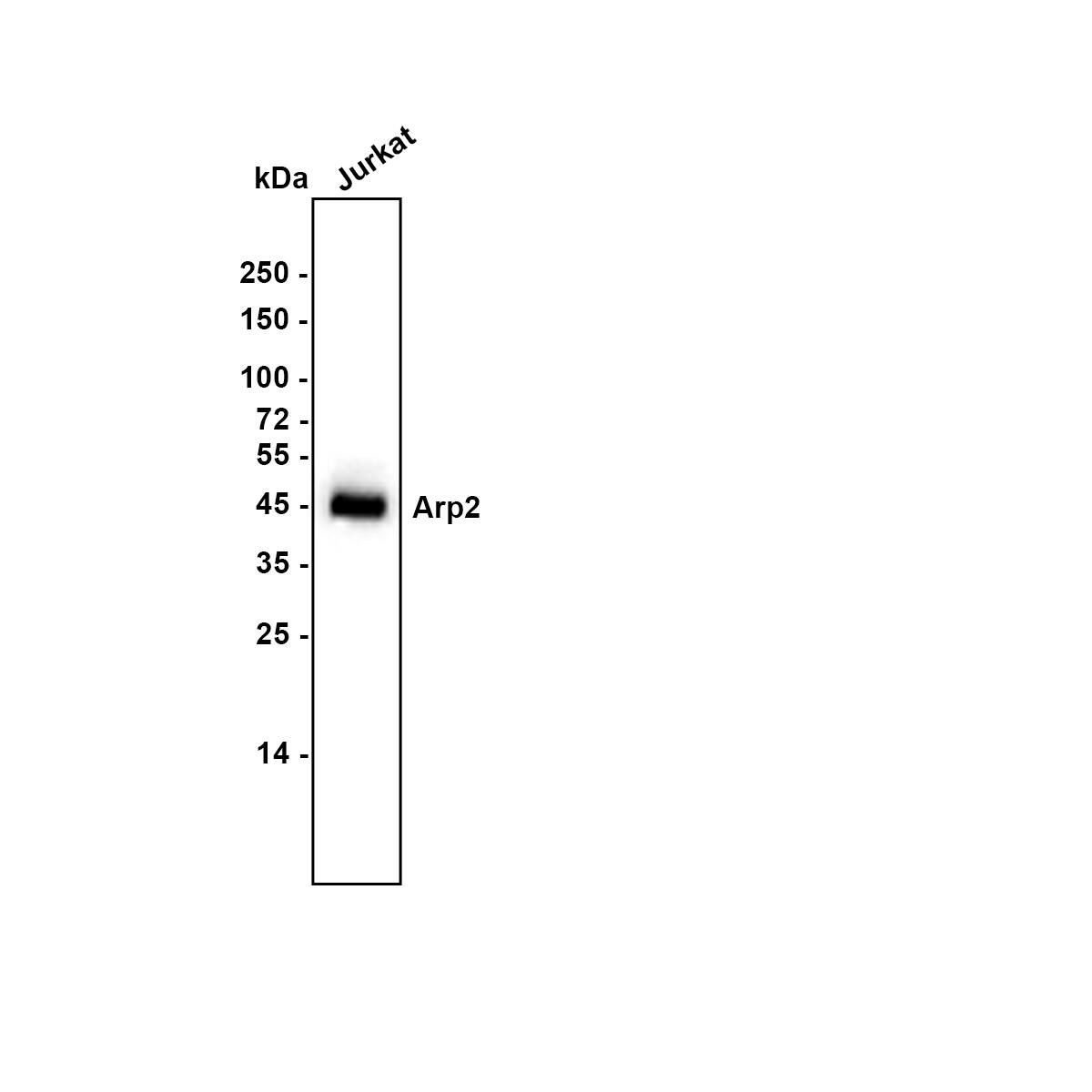 Western blot analysis of  Jurkat cell lysate with NBP3-32048 at 1/5,000 dilution. Lysates/proteins at 15 µg/Lane. Exposure time: 20 seconds Blocking: 5% NFDM/TBST, 1 hour at room temperature Primary antibody: NBP3-32048, 1/5,000 in primary antibody dilution buffer, overnight at 4 ℃ Secondary antibody: Goat Anti-Rabbit IgG [HRP] Secondary Antibody, 1/50,000 in 5% NFDM/TBST, 1 hour at room temperature Predicted band size: 44.8 kDa Observed band size: 45 kDa