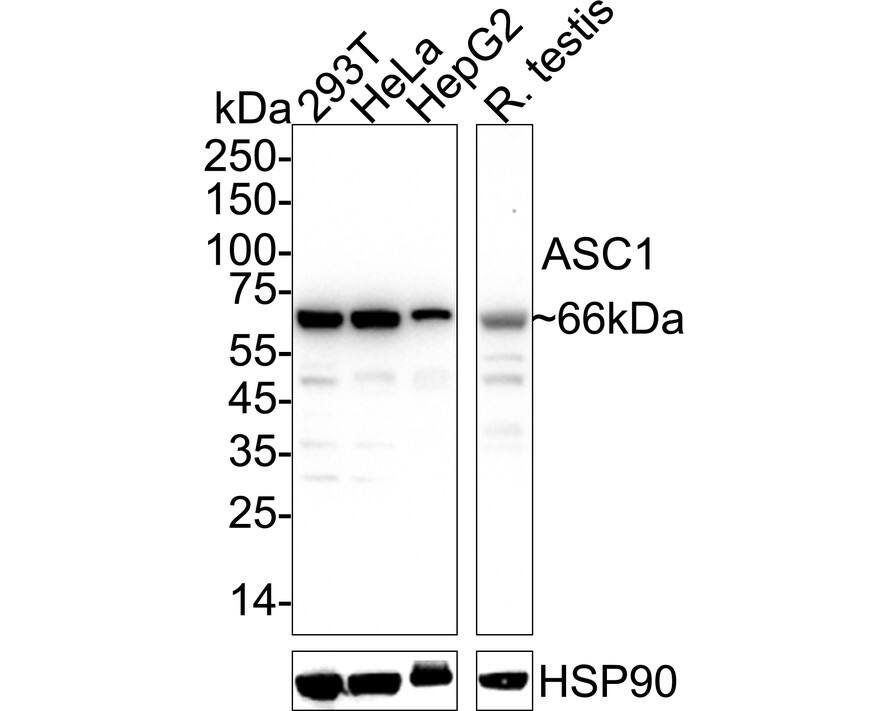 Western blot analysis on different lysates with NBP3-32049 at 1/1,000 dilution. Lane 1: 293T cell lysate (20 µg/Lane) Lane 2: HeLa cell lysate (20 µg/Lane) Lane 3: HepG2 cell lysate (20 µg/Lane) Lane 4: Rat testis tissue lysate (40 µg/Lane) Predicted band size: 66 kDa Observed band size: 66 kDa Exposure time: 25 seconds;  4-20% SDS-PAGE gel. Proteins were transferred to a PVDF membrane and blocked with 5% NFDM/TBST for 1 hour at room temperature. NBP3-32049 at 1/1,000 dilution was used in 5% NFDM/TBST at 4℃ overnight. Goat Anti-Rabbit IgG [HRP] Secondary Antibody at 1/50,000 dilution was used for 1 hour at room temperature.