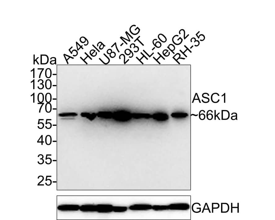 Western Blot: ASC1 Antibody (PSH0-26) [NBP3-32049] - Western blot analysis of ASC1 on different lysates with Rabbit anti-ASC1 antibody (NBP3-32049) at 1/1,000 dilution. Lane 1: A549 cell lysate Lane 2: Hela cell lysate Lane 3: U87-MG cell lysate Lane 4: 293T cell lysate Lane 5: HL-60 cell lysate Lane 6: HepG2 cell lysate Lane 7: RH-35 cell lysate Lysates/proteins at 10 ug/Lane. Predicted band size: 66 kDa Observed band size: 66 kDa Exposure time: 3 minutes; 10% SDS-PAGE gel. Proteins were transferred to a PVDF membrane and blocked with 5% NFDM/TBST for 1 hour at room temperature. The primary antibody (NBP3-32049) at 1/1,000 dilution was used in 5% NFDM/TBST at room temperature for 2 hours. Goat Anti-Rabbit IgG - HRP Secondary Antibody at 1:300,000 dilution was used for 1 hour at room temperature.