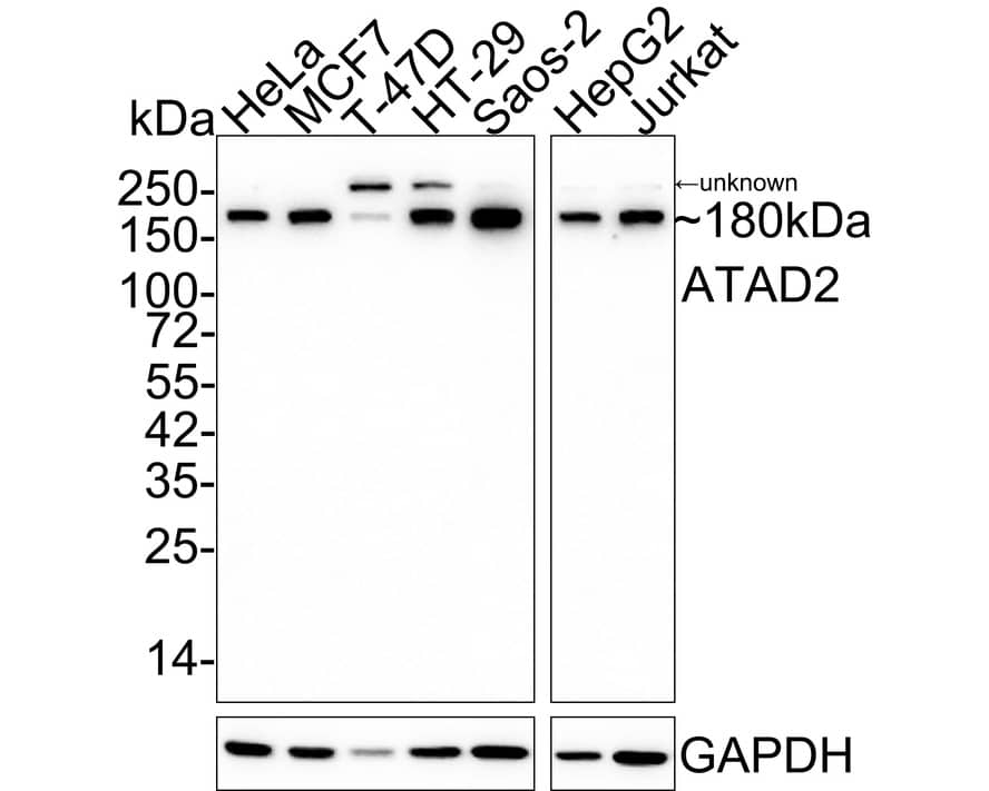 Western Blot: ATAD2 Antibody (JE34-52) [NBP3-32052] - Western blot analysis of ATAD2 on different lysates with Rabbit anti-ATAD2 antibody (NBP3-32052) at 1/2,000 dilution. Lane 1: HeLa cell lysate Lane 2: MCF7 cell lysate Lane 3: T-47D cell lysate Lane 4: HT-29 cell lysate Lane 5: Saos- 2 cell lysate Lane 6: HepG2 cell lysate Lane 7: Jurkat cell lysate Lysates/proteins at 20 ug/Lane. Predicted band size: 158 kDa Observed band size: 180 kDa Exposure time: 4 minutes 41 seconds; 4-20% SDS-PAGE gel. Proteins were transferred to a PVDF membrane and blocked with 5% NFDM/TBST for 1 hour at room temperature. The primary antibody (NBP3-32052) at 1/2,000 dilution was used in 5% NFDM/TBST at 4C overnight. Goat Anti-Rabbit IgG - HRP Secondary Antibody at 1/50,000 dilution was used for 1 hour at room temperature.
