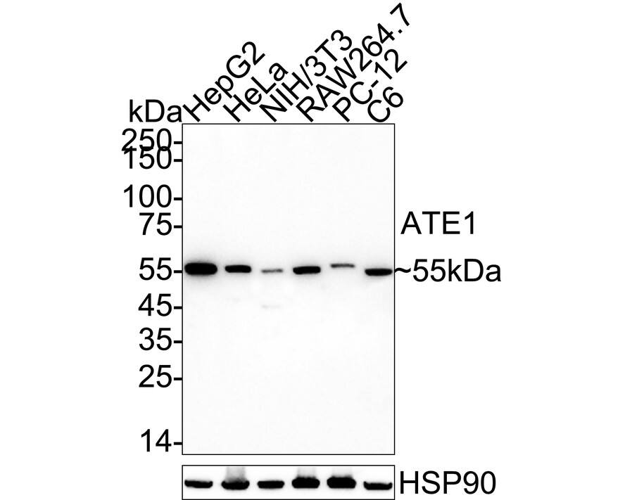 Western blot analysis on different lysates with NBP3-32053 at 1/2,000 dilution. Lane 1: HepG2 cell lysate Lane 2: HeLa cell lysate Lane 3: NIH/3T3 cell lysate Lane 4: RAW264.7 cell lysate Lane 5: PC-12 cell lysate Lane 6: C6 cell lysate Lysates/proteins at 20 µg/Lane. Predicted band size: 59 kDa Observed band size: 55 kDa Exposure time: 3 minutes;  4-20% SDS-PAGE gel. Proteins were transferred to a PVDF membrane and blocked with 5% NFDM/TBST for 1 hour at room temperature. NBP3-32053 at 1/2,000 dilution was used in 5% NFDM/TBST at 4℃ overnight. Goat Anti-Rabbit IgG [HRP] Secondary Antibody at 1/50,000 dilution was used for 1 hour at room temperature.
