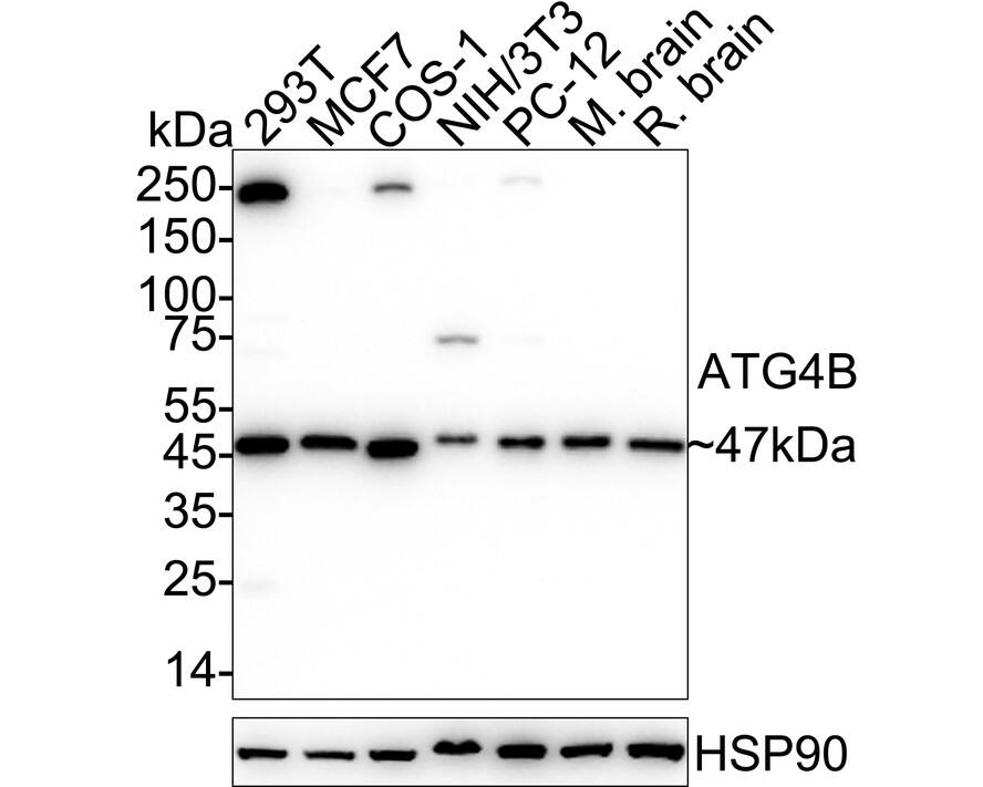 Western blot analysis on different lysates with NBP3-32058 at 1/2,000 dilution. Lane 1: 293T cell lysate (20 µg/Lane) Lane 2: MCF7 cell lysate (20 µg/Lane) Lane 3: COS-1 cell lysate (20 µg/Lane) Lane 4: NIH/3T3 cell lysate (20 µg/Lane) Lane 5: PC-12 cell lysate (20 µg/Lane) Lane 6: Mouse brain tissue lysate (40 µg/Lane) Lane 7: Rat brain tissue lysate (40 µg/Lane) Predicted band size: 44 kDa Observed band size: 47 kDa Exposure time: 20 seconds;  4-20% SDS-PAGE gel. Proteins were transferred to a PVDF membrane and blocked with 5% NFDM/TBST for 1 hour at room temperature. NBP3-32058 at 1/2,000 dilution was used in 5% NFDM/TBST at 4℃ overnight. Goat Anti-Rabbit IgG [HRP] Secondary Antibody at 1/50,000 dilution was used for 1 hour at room temperature.