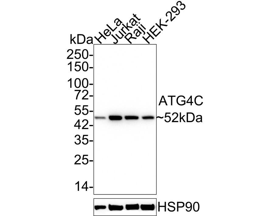 Western blot analysis on different lysates with NBP3-32059 at 1/1,000 dilution. Lane 1: HeLa cell lysate Lane 2: Jurkat cell lysate Lane 3: Raji cell lysate Lane 4: HEK-293 cell lysate Lysates/proteins at 20 µg/Lane. Predicted band size: 52 kDa Observed band size: 52 kDa Exposure time: 5 minutes; 4-20% SDS-PAGE gel. Proteins were transferred to a PVDF membrane and blocked with 5% NFDM/TBST for 1 hour at room temperature. NBP3-32059 at 1/1,000 dilution was used in 5% NFDM/TBST at 4℃ overnight. Goat Anti-Rabbit IgG [HRP] Secondary Antibody at 1/50,000 dilution was used for 1 hour at room temperature.