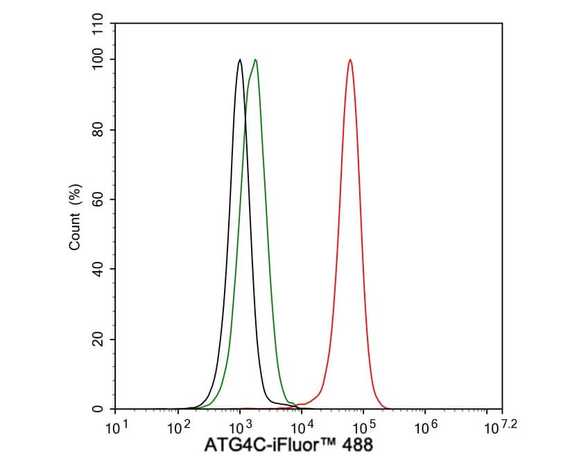 Flow Cytometry: ATG4C Antibody (JE59-99) [NBP3-32059] - Flow cytometric analysis of Jurkat cells labeling ATG4C. Cells were fixed and permeabilized. Then stained with the primary antibody (NBP3-32059, 1μg/mL) (red) compared with Rabbit IgG Isotype Control (green). After incubation of the primary antibody at +4℃ for an hour, the cells were stained with a iFluor™ 488 conjugate-Goat anti-Rabbit IgG Secondary antibody at 1/1,000 dilution for 30 minutes at +4℃. Unlabelled sample was used as a control (cells without incubation with primary antibody; black).