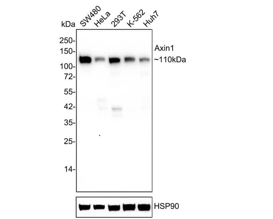Western Blot: Axin-1 Antibody (PSH03-00) [NBP3-32064] - Western blot analysis of Axin-1 on different lysates with Rabbit anti-Axin-1 antibody (NBP3-32064) at 1/2,000 dilution. Lane 1: SW480 cell lysate (10 ug/Lane) Lane 2: HeLa cell lysate (10 ug/Lane) Lane 3: 293T cell lysate (10 ug/Lane) Lane 4: K-562 cell lysate (10 ug/Lane) Lane 5: Huh7 cell lysate (10 ug/Lane) Predicted band size: 95.6 kDa Observed band size: 110 kDa Exposure time: 3 minutes; 4-20% SDS-PAGE gel. Proteins were transferred to a PVDF membrane and blocked with 5% NFDM/TBST for 1 hour at room temperature. The primary antibody (NBP3-32064) at 1/2,000 dilution was used in 5% NFDM/TBST at 4C overnight. Goat Anti-Rabbit IgG - HRP Secondary Antibody at 1/50,000 dilution was used for 1 hour at room temperature.