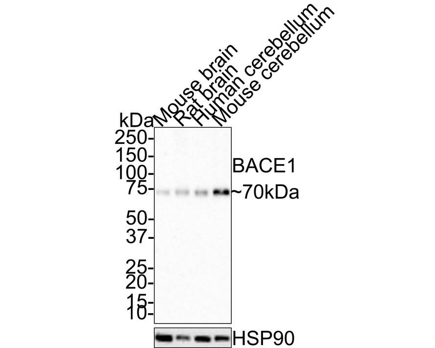 Western Blot: BACE-1 Antibody (JE30-40) [NBP3-32066] - Western blot analysis of BACE-1 on different lysates with Rabbit anti-BACE-1 antibody (NBP3-32066) at 1/1,000 dilution. Lane 1: Mouse brain tissue lysate Lane 2: Rat brain tissue lysate Lane 3: Human cerebellum tissue lysate Lane 4: Mouse cerebellum tissue lysate Lysates/proteins at 10 ug/Lane. Predicted band size: 56 kDa Observed band size: 70 kDa Exposure time: 3 minutes; 4-20% SDS-PAGE gel. Proteins were transferred to a PVDF membrane and blocked with 5% NFDM/TBST for 1 hour at room temperature. The primary antibody (NBP3-32066) at 1/1,000 dilution was used in 5% NFDM/TBST at room temperature for 2 hours. Goat Anti-Rabbit IgG - HRP Secondary Antibody at 1:100,000 dilution was used for 1 hour at room temperature.