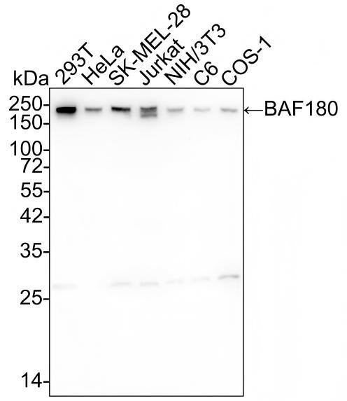 Western blot analysis on different lysates with NBP3-32067 at 1/2,000 dilution and competitor's antibody at 1/1,000 dilution. Lane 1: 293T cell lysate Lane 2: HeLa cell lysate Lane 3: SK-MEL-28 cell lysate Lane 4: Jurkat cell lysate Lane 5: NIH/3T3 cell lysate Lane 6: C6 cell lysate Lane 7: COS-1 cell lysate Lysates/proteins at 15 µg/Lane. Predicted band size: 193 kDa Observed band size: 193 kDa Exposure time: 1 minute 2 seconds;  4-20% SDS-PAGE gel. Proteins were transferred to a PVDF membrane and blocked with 5% NFDM/TBST for 1 hour at room temperature. NBP3-32067 at 1/2,000 dilution and competitor's antibody at 1/1,000 dilution were used in 5% BSA at 4℃ overnight. Goat Anti-Rabbit IgG [HRP] Secondary Antibody at 1/50,000 dilution was used for 1 hour at room temperature.
