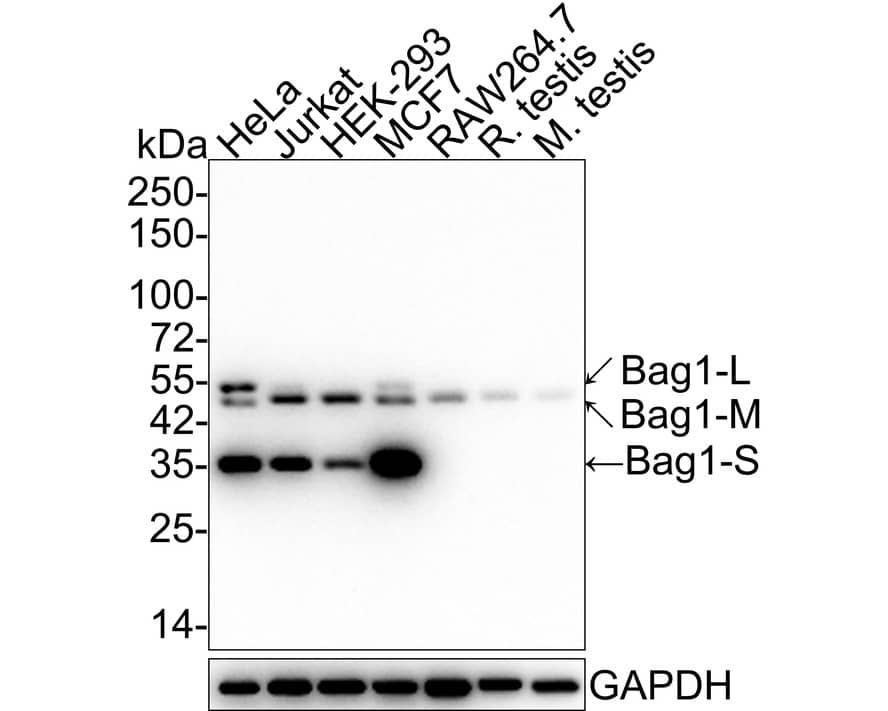 Western Blot: Bag-1 Antibody (JE63-22) [NBP3-32068] - Western blot analysis of Bag-1 on different lysates with Rabbit anti-Bag-1 antibody (NBP3-32068) at 1/1,000 dilution. Lane 1: HeLa cell lysate (20 ug/Lane) Lane 2: Jurkat cell lysate (20 ug/Lane) Lane 3: HEK-293 cell lysate (20 ug/Lane) Lane 4: MCF7 cell lysate (20 ug/Lane) Lane 5: RAW264.7 cell lysate (20 ug/Lane) Lane 6: Rat testis tissue lysate (40 ug/Lane) Lane 7: Mouse testis tissue lysate (40 ug/Lane) Predicted band size: 38 kDa Observed band size: 35/46/52 kDa Exposure time: 3 minutes; 4-20% SDS-PAGE gel. Proteins were transferred to a PVDF membrane and blocked with 5% NFDM/TBST for 1 hour at room temperature. The primary antibody (NBP3-32068) at 1/1,000 dilution was used in 5% NFDM/TBST at 4C overnight. Goat Anti-Rabbit IgG - HRP Secondary Antibody at 1/50,000 dilution was used for 1 hour at room temperature.