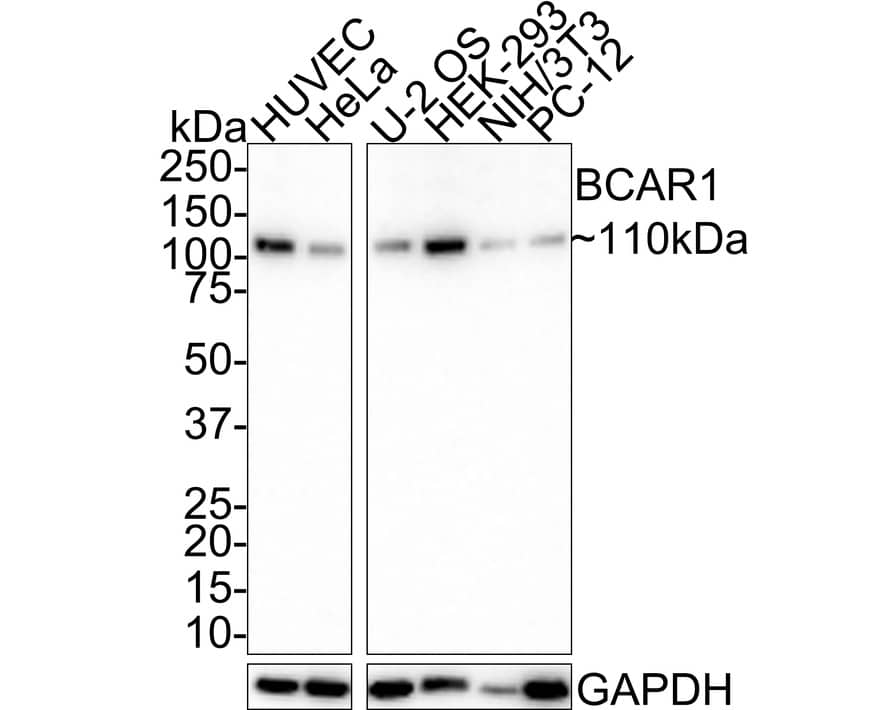 Western Blot: p130Cas/BCAR1 Antibody (JE36-56) [NBP3-32071] - Western blot analysis of p130Cas/BCAR1 on different lysates with Rabbit anti-p130Cas/BCAR1 antibody (NBP3-32071) at 1/1,000 dilution. Lane 1: HUVEC cell lysate Lane 2: HeLa cell lysate Lane 3: U-2 OS cell lysate Lane 4: HEK-293 cell lysate Lane 5: NIH/3T3 cell lysate Lane 6: PC-12 cell lysate Lysates/proteins at 20 ug/Lane. Predicted band size: 93 kDa Observed band size: 110 kDa Exposure time: 2 minutes; 4-20% SDS-PAGE gel. Proteins were transferred to a PVDF membrane and blocked with 5% NFDM/TBST for 1 hour at room temperature. The primary antibody (NBP3-32071) at 1/1,000 dilution was used in 5% NFDM/TBST at room temperature for 2 hours. Goat Anti-Rabbit IgG - HRP Secondary Antibody at 1:100,000 dilution was used for 1 hour at room temperature.
