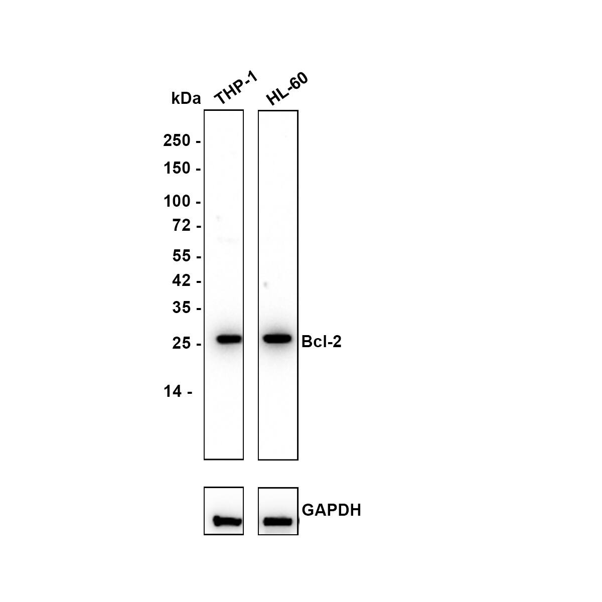 Western blot analysis on different lysates with NBP3-32072 at 1/1,000 dilution. Lane 1: THP-1 cell lysate Lane 2: HL-60 cell lysate Lysates/proteins at 20 µg/Lane. Predicted band size: 26 kDa Observed band size: 26 kDa Exposure time: 1 minute 40 seconds; 4-20% SDS-PAGE gel. Proteins were transferred to a PVDF membrane and blocked with 5% NFDM/TBST for 1 hour at room temperature. NBP3-32072 at 1/1,000 dilution was used in 5% NFDM/TBST at 4℃ overnight. Goat anti-Mouse IgG [HRP] at 1/50,000 dilution was used for 1 hour at room temperature.