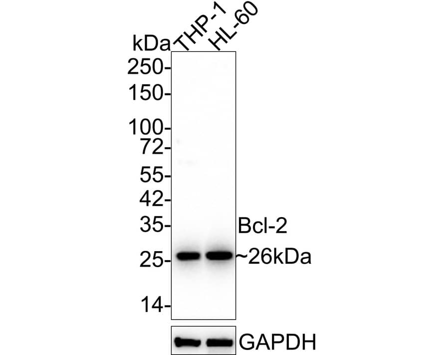 Western Blot: Bcl-2 Antibody (9F3-R) [NBP3-32072] - Western blot analysis of Bcl-2 on different lysates with Mouse anti-Bcl-2 antibody (NBP3-32072) at 1/1,000 dilution. Lane 1: THP-1 cell lysate Lane 2: HL-60 cell lysate Lysates/proteins at 20 ug/Lane. Predicted band size: 26 kDa Observed band size: 26 kDa Exposure time: 1 minute 40 seconds; 4-20% SDS-PAGE gel. Proteins were transferred to a PVDF membrane and blocked with 5% NFDM/TBST for 1 hour at room temperature. The primary antibody (NBP3-32072) at 1/1,000 dilution was used in 5% NFDM/TBST at 4C overnight. Goat Anti-Mouse IgG - HRP Secondary Antibody at 1/50,000 dilution was used for 1 hour at room temperature.