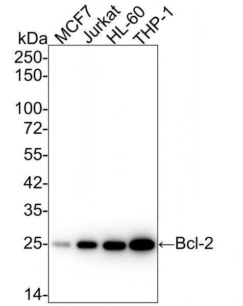 Western blot analysis on different lysates with NBP3-32073 at 1/2,000 dilution and competitor's antibody at 1/2,000 dilution. Lane 1: MCF7 cell lysate (15 µg/Lane) Lane 2: Jurkat cell lysate (15 µg/Lane) Lane 3: HL-60 cell lysate (15 µg/Lane) Lane 4: THP-1 cell lysate (15 µg/Lane) Predicted band size: 26 kDa Observed band size: 25 kDa Exposure time: 1 minute 30 seconds;  4-20% SDS-PAGE gel. Proteins were transferred to a PVDF membrane and blocked with 5% NFDM/TBST for 1 hour at room temperature. NBP3-32073 at 1/2,000 dilution and competitor's antibody at 1/2,000 dilution were used in 5% NFDM/TBST at 4℃ overnight. Goat Anti-Rabbit IgG [HRP] Secondary Antibody at 1/50,000 dilution was used for 1 hour at room temperature.