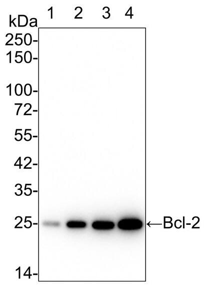 Western Blot: Bcl-2 Antibody (PD01-41) [NBP3-32073] - Western blot analysis of Bcl-2 on different lysates with Rabbit anti-Bcl-2 antibody (NBP3-32073) at 1/2,000 dilution.Lane 1: MCF7 cell lysate (15 µg/Lane)Lane 2: Jurkat cell lysate (15 µg/Lane)Lane 3: HL-60 cell lysate (15 µg/Lane)Lane 4: THP-1 cell lysate (15 µg/Lane)Predicted band size: 26 kDaObserved band size: 25 kDaExposure time: 1 minute 30 seconds;4-20% SDS-PAGE gel.Proteins were transferred to a PVDF membrane and blocked with 5% NFDM/TBST for 1 hour at room temperature. The primary antibody at 1/2,000 dilution was used in 5% NFDM/TBST at 4℃ overnight. Goat Anti-Rabbit IgG - HRP Secondary Antibody at 1/50,000 dilution was used for 1 hour at room temperature.