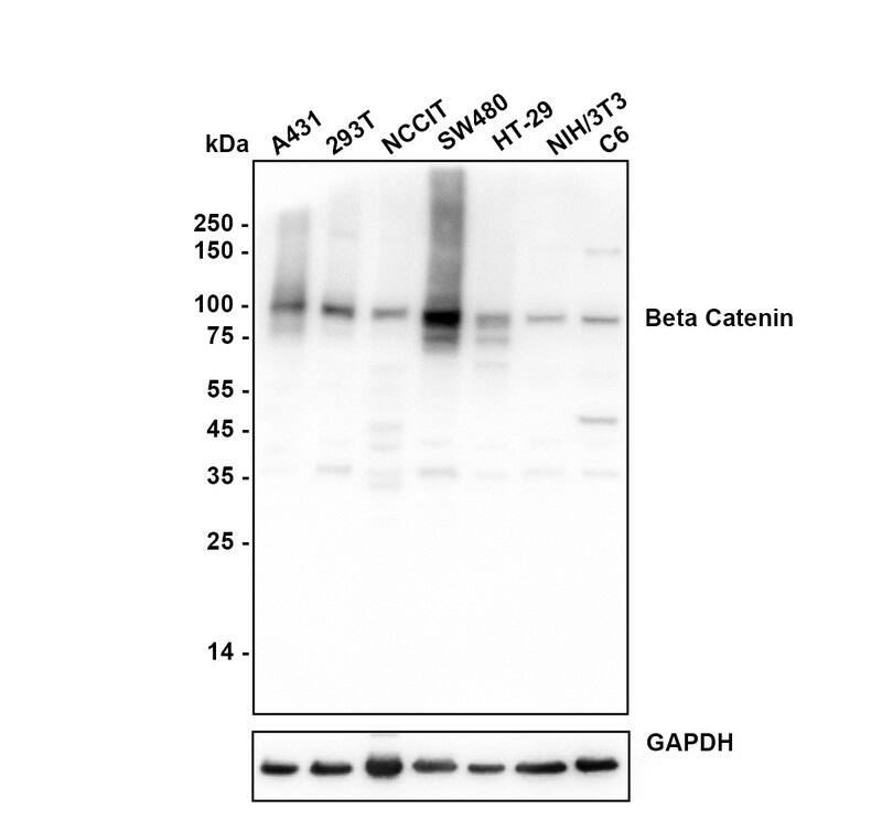Western blot analysis on different lysates with NBP3-32079 at 1/5,000 dilution. Lane 1: A431 cell lysate Lane 2: 293T cell lysate Lane 3: NCCIT cell lysate Lane 4: SW480 cell lysate Lane 5: HT-29 cell lysate Lane 6: NIH/3T3 cell lysate Lane 7: C6 cell lysate Lysates/proteins at 15 µg/Lane. Predicted band size: 85 kDa Observed band size: 85 kDa Exposure time: 10 seconds;  4-20% SDS-PAGE gel. Proteins were transferred to a PVDF membrane and blocked with 5% NFDM/TBST for 1 hour at room temperature. NBP3-32079 at 1/5,000 dilution was used in primary antibody dilution at 4℃ overnight. Goat anti-Mouse IgG [HRP] at 1/50,000 dilution was used for 1 hour at room temperature.