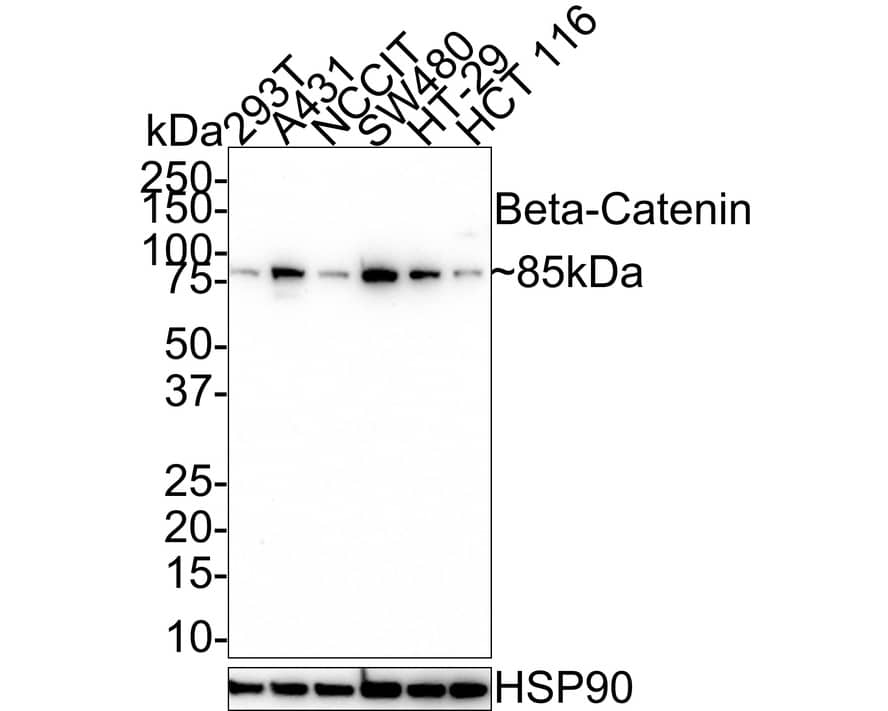 Western Blot: beta-Catenin Antibody (A6-F8-R) [NBP3-32079] - Western blot analysis of beta-Catenin on different lysates with Mouse anti-beta-Catenin antibody (NBP3-32079) at 1/1,000 dilution. Lane 1: 293T cell lysate Lane 2: A431 cell lysate Lane 3: NCCIT cell lysate Lane 4: SW480 cell lysate Lane 5: HT-29 cell lysate Lane 6: HCT 116 cell lysate Lysates/proteins at 20 ug/Lane. Predicted band size: 85 kDa Observed band size: 85 kDa Exposure time: 5 minutes; 4-20% SDS-PAGE gel. Proteins were transferred to a PVDF membrane and blocked with 5% NFDM/TBST for 1 hour at room temperature. The primary antibody (NBP3-32079) at 1/1,000 dilution was used in 5% NFDM/TBST at 4C overnight. Goat Anti-Mouse IgG - HRP Secondary Antibody at 1/50,000 dilution was used for 1 hour at room temperature.