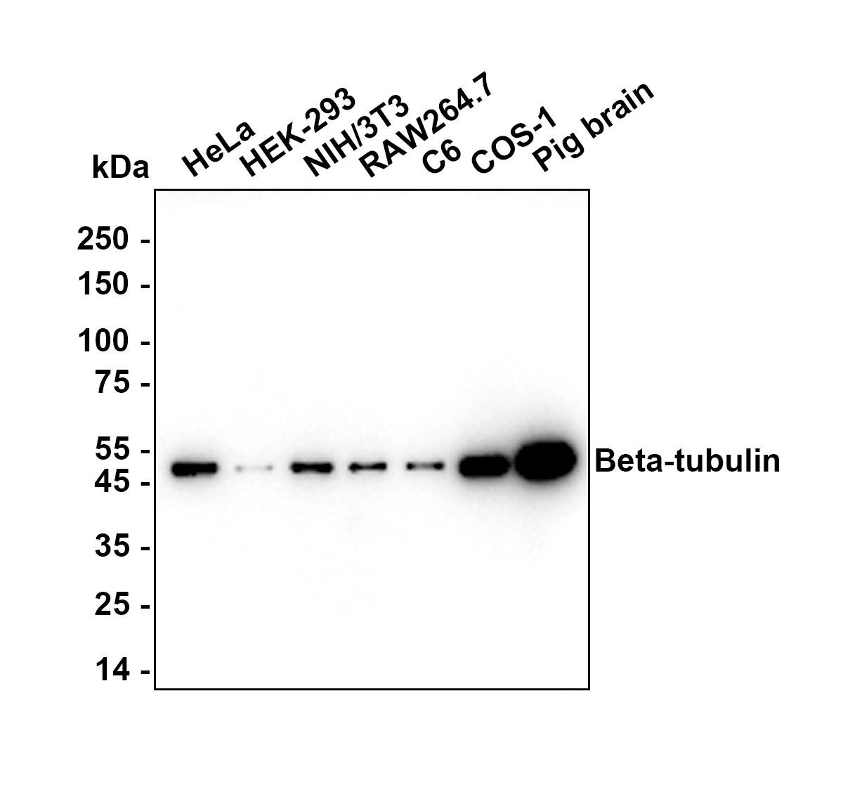 Western blot analysis on different lysates with NBP3-32080 at 1/10,000 dilution. Lane 1: HeLa (Human cervical adenocarcinoma cell) cell lysate Lane 2: HEK-293 (Human embryonic kidney cell) cell lysate Lane 3: NIH/3T3 (Mouse fibroblast) cell lysate Lane 4: RAW264.7 (Mouse monocytic macrophage leukemia cell) cell lysate Lane 5: C6 (Rat glioma cell) cell lysate Lane 6: COS-1 (African green monkey kidney fibroblast) cell lysate Lane 7: Pig brain tissue lysate Lysates/proteins at 5 µg/Lane. Exposure time: 30 seconds Blocking: 5% NFDM/TBST, 1 hour at room temperature Primary antibody: NBP3-32080, 1/10,000 in primary antibody dilution buffer, overnight at 4 ℃ Secondary antibody: Goat anti-Mouse IgG [HRP], 1/50,000 in 5% NFDM/TBST, 1 hour at room temperature Predicted band size: 50 kDa Observed band size: 50 kDa