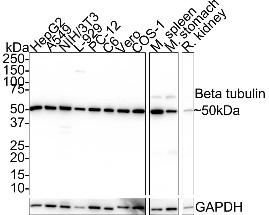 Western Blot: beta Tubulin Antibody (A1-A4-R) [NBP3-32081] - Western blot analysis of beta Tubulin on different lysates with Mouse anti-beta Tubulin antibody (NBP3-32081) at 1/10,000 dilution. Lane 1: HepG2 cell lysate (10 ug/Lane) Lane 2: A549 cell lysate (10 ug/Lane) Lane 3: NIH/3T3 cell lysate (10 ug/Lane) Lane 4: L-929 cell lysate (10 ug/Lane) Lane 5: PC-12 cell lysate (10 ug/Lane) Lane 6: C6 cell lysate (10 ug/Lane) Lane 7: Vero cell lysate (10 ug/Lane) Lane 8: COS-1 cell lysate (10 ug/Lane) Lane 9: Mouse spleen tissue lysate (20 ug/Lane) Lane 10: Mouse stomach tissue lysate (20 ug/Lane) Lane 11: Rat kidney tissue lysate (20 ug/Lane) Predicted band size: 50 kDa Observed band size: 50 kDa Exposure time: 24 seconds; 4-20% SDS-PAGE gel. Proteins were transferred to a PVDF membrane and blocked with 5% NFDM/TBST for 1 hour at room temperature. The primary antibody (NBP3-32081) at 1/10,000 dilution was used in 5% NFDM/TBST at room temperature for 2 hours. Goat Anti-Mouse IgG - HRP Secondary Antibody at 1/50,000 dilution was used for 1 hour at room temperature.