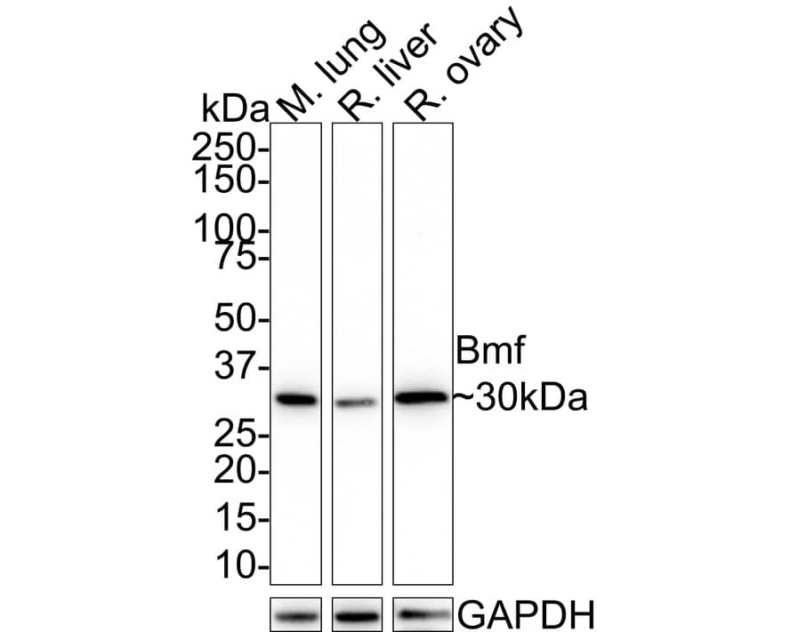 Western blot analysis on different lysates with NBP3-32085 at 1/1,000 dilution. Lane 1: Mouse lung tissue lysate Lane 2: Rat liver tissue lysate Lane 3: Rat ovary tissue lysate Lysates/proteins at 40 µg/Lane. Predicted band size: 21 kDa Observed band size: 30 kDa Exposure time: 39 seconds; 4-20% SDS-PAGE gel. Proteins were transferred to a PVDF membrane and blocked with 5% NFDM/TBST for 1 hour at room temperature. NBP3-32085 at 1/1,000 dilution was used in 5% NFDM/TBST at room temperature for 2 hours. Goat Anti-Rabbit IgG [HRP] Secondary Antibody at 1:100,000 dilution was used for 1 hour at room temperature.