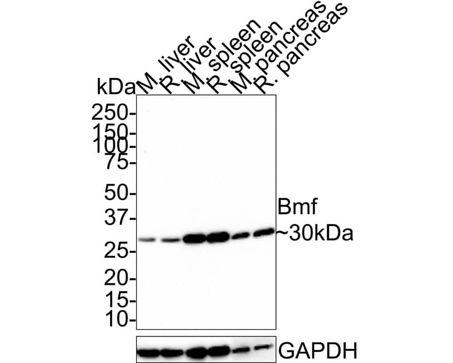 Western Blot: Bmf Antibody (JE33-57) [NBP3-32085] - Western blot analysis of Bmf on different lysates with Rabbit anti-Bmf antibody (NBP3-32085) at 1/1,000 dilution. Lane 1: Mouse liver tissue lysate Lane 2: Rat liver tissue lysate Lane 3: Mouse spleen tissue lysate Lane 4: Rat spleen tissue lysate Lane 5: Mouse pancreas tissue lysate Lane 6: Rat pancreas tissue lysate Lysates/proteins at 30 ug/Lane. Predicted band size: 21 kDa Observed band size: 30 kDa Exposure time: 3 minutes; 4-20% SDS-PAGE gel. Proteins were transferred to a PVDF membrane and blocked with 5% NFDM/TBST for 1 hour at room temperature. The primary antibody (NBP3-32085) at 1/1,000 dilution was used in 5% NFDM/TBST at room temperature for 2 hours. Goat Anti-Rabbit IgG - HRP Secondary Antibody at 1:100,000 dilution was used for 1 hour at room temperature.