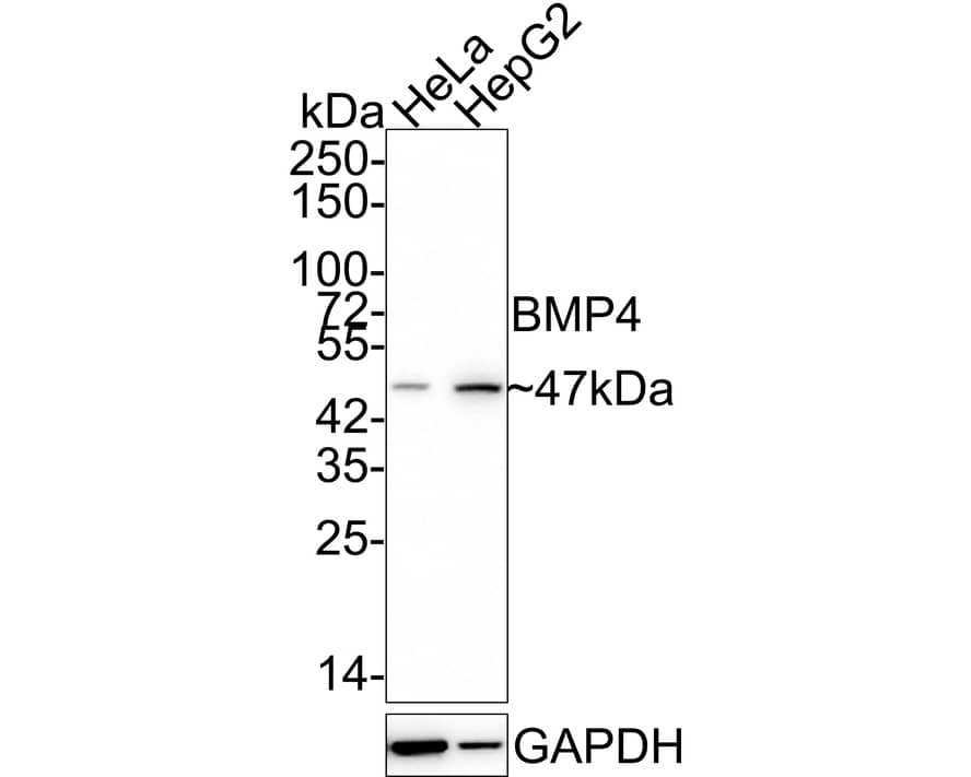 Western blot analysis on different lysates with NBP3-32086 at 1/1,000 dilution. Lane 1: HeLa cell lysate Lane 2: HepG2 cell lysate Lysates/proteins at 20 µg/Lane. Predicted band size: 47 kDa Observed band size: 47 kDa Exposure time: 3 minutes; 4-20% SDS-PAGE gel. Proteins were transferred to a PVDF membrane and blocked with 5% NFDM/TBST for 1 hour at room temperature. NBP3-32086 at 1/1,000 dilution was used in 5% NFDM/TBST at 4℃ overnight. Goat Anti-Rabbit IgG [HRP] Secondary Antibody at 1/50,000 dilution was used for 1 hour at room temperature.