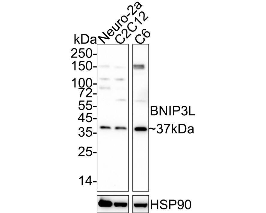 Western blot analysis on different lysates with NBP3-32087 at 1/1,000 dilution. Lane 1: Neuro-2a cell lysate Lane 2: C2C12 cell lysate Lane 3: C6 cell lysate Lysates/proteins at 20 µg/Lane. Predicted band size: 24 kDa Observed band size: 37 kDa Exposure time: 5 minutes 20 seconds; 4-20% SDS-PAGE gel. Proteins were transferred to a PVDF membrane and blocked with 5% NFDM/TBST for 1 hour at room temperature. NBP3-32087 at 1/1,000 dilution was used in 5% NFDM/TBST at 4℃ overnight. Goat Anti-Rabbit IgG [HRP] Secondary Antibody at 1/50,000 dilution was used for 1 hour at room temperature.