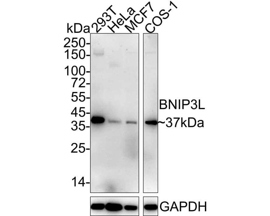 Western Blot: BNIP3L Antibody (JE59-98) [NBP3-32087] - Western blot analysis of BNIP3L on different lysates with Rabbit anti-BNIP3L antibody (NBP3-32087) at 1/2,000 dilution. Lane 1: 293T cell lysate Lane 2: HeLa cell lysate Lane 3: MCF7 cell lysate Lane 4: COS-1 cell lysate Lysates/proteins at 20 ug/Lane. Predicted band size: 24 kDa Observed band size: 37 kDa Exposure time: 1 minute 21 seconds; 4-20% SDS-PAGE gel. Proteins were transferred to a PVDF membrane and blocked with 5% NFDM/TBST for 1 hour at room temperature. The primary antibody (NBP3-32087) at 1/2,000 dilution was used in 5% NFDM/TBST at 4C overnight. Goat Anti-Rabbit IgG - HRP Secondary Antibody at 1/50,000 dilution was used for 1 hour at room temperature.