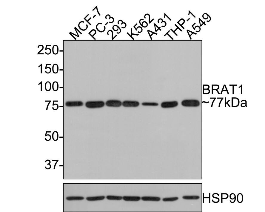 Western blot analysis on different lysates with NBP3-32089 at 1/500 dilution. Lane 1: MCF-7 cell lysate Lane 2: PC-3 cell lysate Lane 3: 293 cell lysate Lane 4: K562 cell lysate Lane 5: A431 cell lysate Lane 6: THP-1 cell lysate Lane 7: A549 cell lysate Lysates/proteins at 10 µg/Lane. Predicted band size: 88 kDa Observed band size: 77 kDa Exposure time: 2 minutes; 8% SDS-PAGE gel. Proteins were transferred to a PVDF membrane and blocked with 5% NFDM/TBST for 1 hour at room temperature. NBP3-32089 at 1/500 dilution was used in 5% NFDM/TBST at room temperature for 2 hours. Goat Anti-Rabbit IgG [HRP] Secondary Antibody at 1:300,000 dilution was used for 1 hour at room temperature.