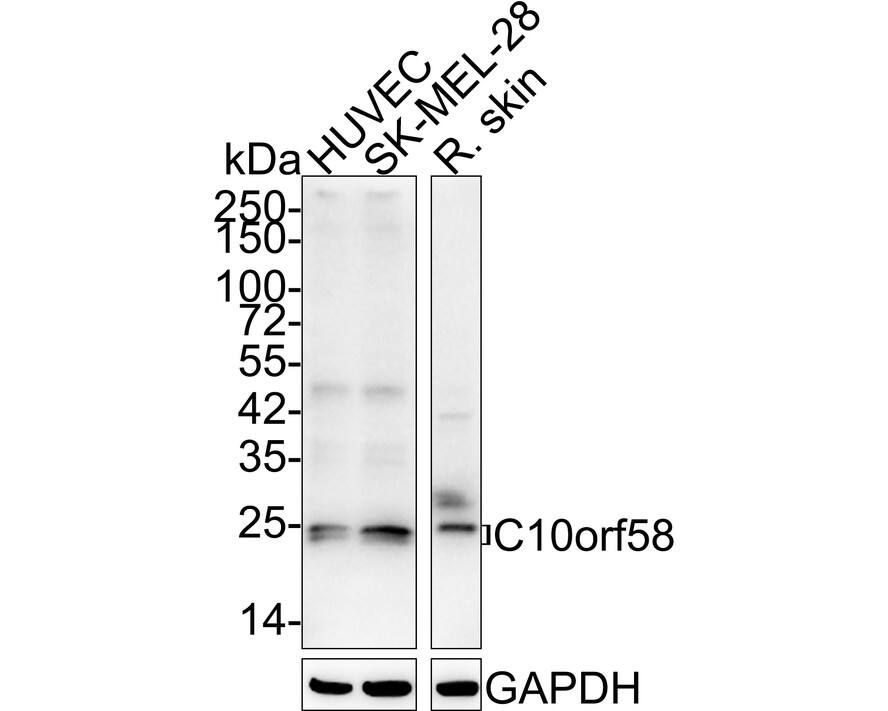 Western Blot FAM213A Antibody (7-B7-R)