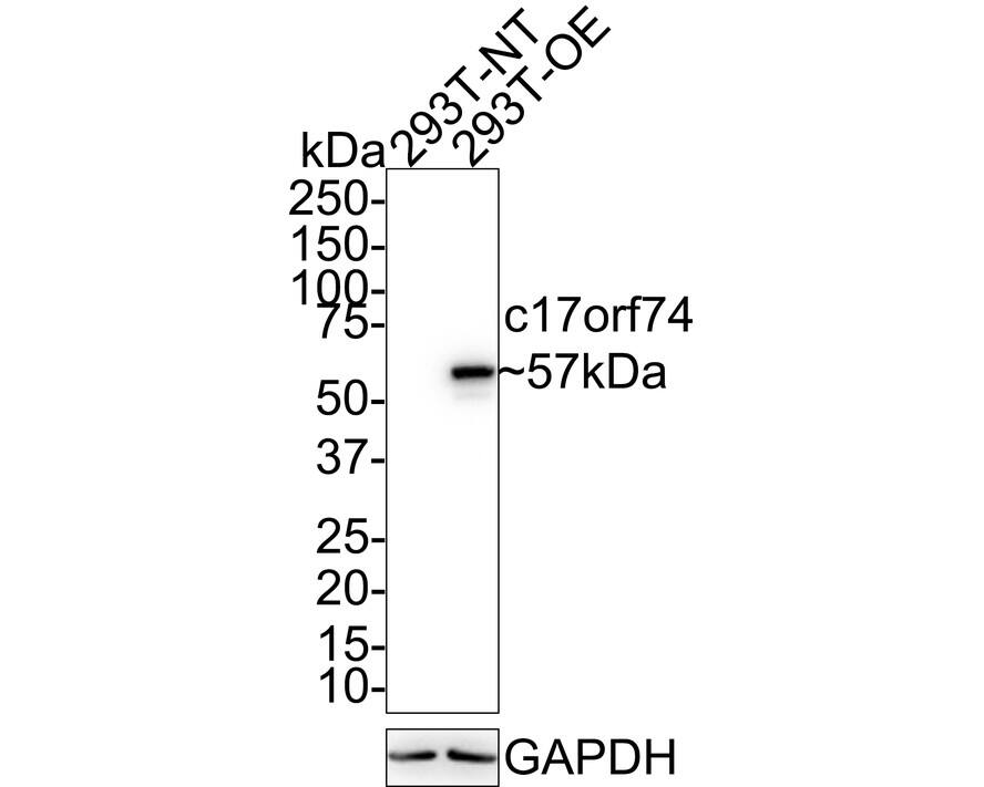Western blot analysis on different lysates with NBP3-32095 at 1/1,000 dilution. Lane 1: HEK-293-NT cell lysate Lane 2: HEK-293-OE-c17orf74 cell lysate Lysates/proteins at 20 µg/Lane. Predicted band size: 57 kDa Observed band size: 57 kDa Exposure time: 24 seconds; 4-20% SDS-PAGE gel. Proteins were transferred to a PVDF membrane and blocked with 5% NFDM/TBST for 1 hour at room temperature. NBP3-32095 at 1/1,000 dilution was used in 5% NFDM/TBST at 4℃ overnight. Goat Anti-Rabbit IgG [HRP] Secondary Antibody at 1/50,000 dilution was used for 1 hour at room temperature.