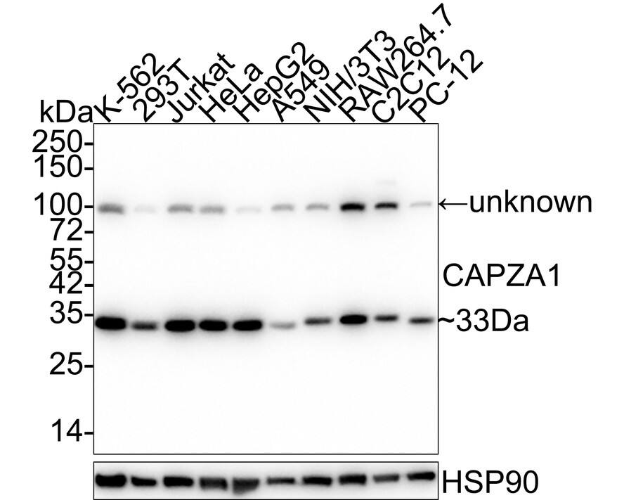 Western Blot CAPZA1 Antibody (A2E7-R)