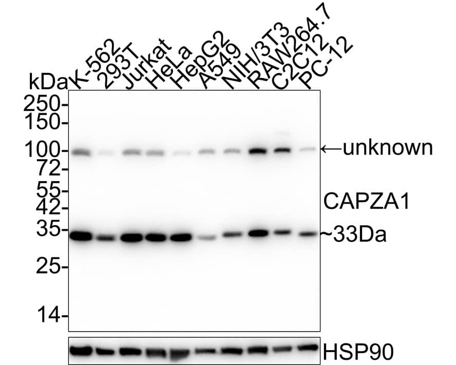 Western Blot CAPZA1 Antibody (A2E7-R)